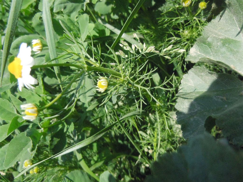 Tripleurospermum inodorum / Camomilla senza odore